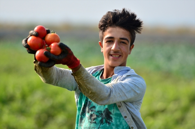 Çanakkale domatesinin en lezzetli dönemi